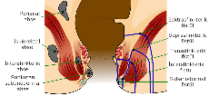 ANAL VE PERİANAL ABSE
